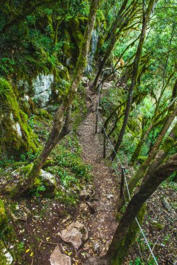 Güneşli bir günde Portekiz ormanında yürüyüş parkurunda
