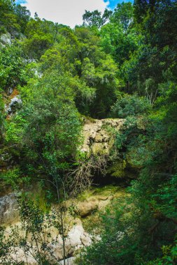 Yazın Portekiz ormanlarında kurak akarsu