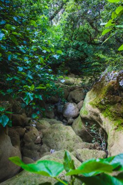 Yazın Portekiz ormanlarında kurak akarsu