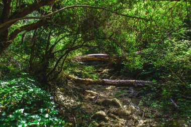 Yazın Portekiz ormanlarında kurak akarsu