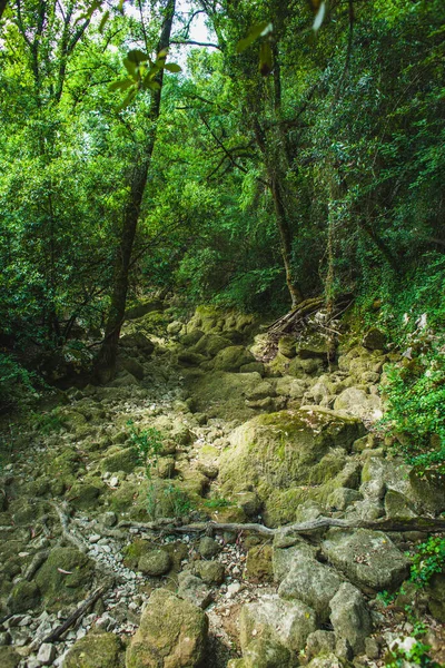 Torrente Secco Pieno Pietre Ricoperte Muschio Nella Foresta Portoghese Estate — Foto Stock