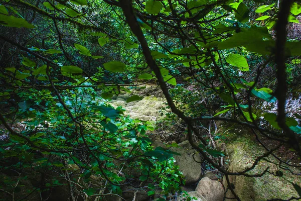 Сухий Струмок Португальському Лісі Влітку — стокове фото