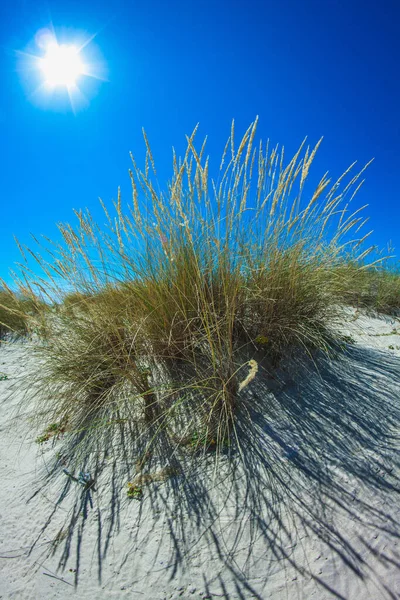 Begroeid Met Grasduinen Van Atlantische Oceaan Aan Kust Van Portugal — Stockfoto