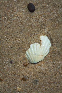 Atlantik kıyılarının kumlarında kabuk.