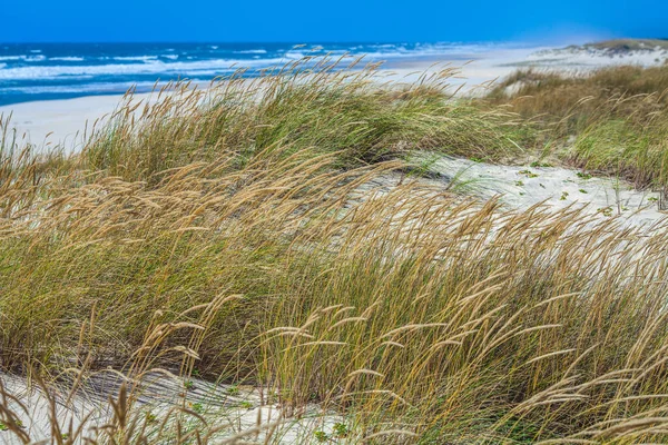 Begroeid Met Grasduinen Van Atlantische Oceaan Aan Kust Van Portugal — Stockfoto