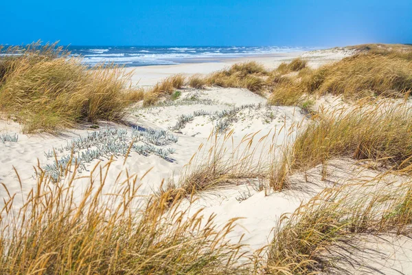 Begroeid Met Grasduinen Van Atlantische Oceaan Aan Kust Van Portugal — Stockfoto