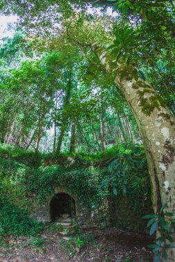 Portekiz ormanlarında güneşli bir günde taş duvarda bahar
