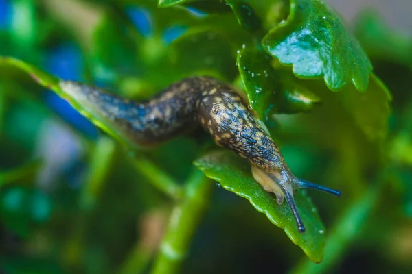 Lumaca Strisciare Attraverso Fogliame Cespuglio Portogallo — Foto Stock