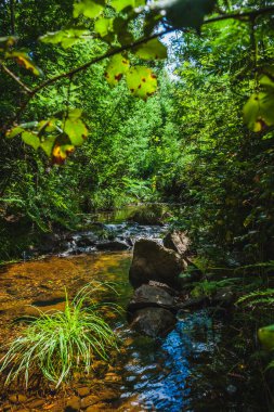 Portekiz 'in orta kesimindeki küçük bir dağ deresinde su akışı