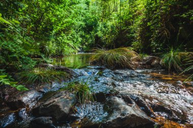 Portekiz 'in orta kesimindeki küçük bir dağ deresinde su akışı