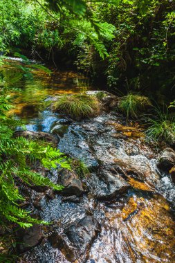 Portekiz 'in orta kesimindeki küçük bir dağ deresinde su akışı