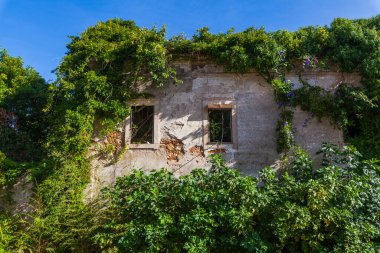A sunlit, abandoned building facade, its windows broken and walls crumbling, is being reclaimed by lush green vines and purple flowers under a clear blue sky.