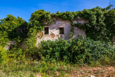 A sunlit, abandoned building facade, its windows broken and walls crumbling, is being reclaimed by lush green vines and purple flowers under a clear blue sky.