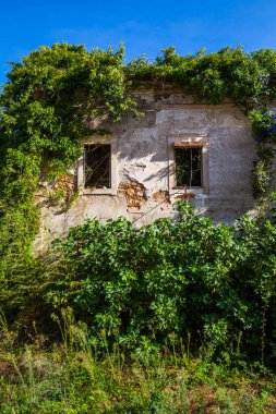 A sunlit, abandoned building facade, its windows broken and walls crumbling, is being reclaimed by lush green vines and purple flowers under a clear blue sky.