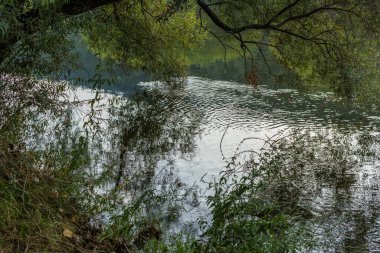 Sakin bir nehir yavaşça akar, yüzeyi sarkan yeşil ağaçların yansımaları ve yumuşak, bulutlu gökyüzü ile dalgalanır.