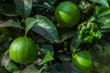 Canlı yeşil, olgunlaşmamış turunçgillerden oluşan, yemyeşil yapraklarla çevrili, doğal güneş ışığı altında bir ağaçtan sarkan yakın plan.