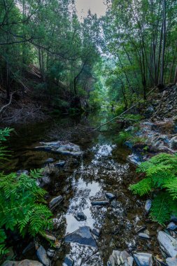 Net, sığ bir dere kayalık bir orman vadisinden akar, yüzeyi ağaçları yansıtır, eğrelti otları ve yosun kaplı taşlarla çevrilidir.
