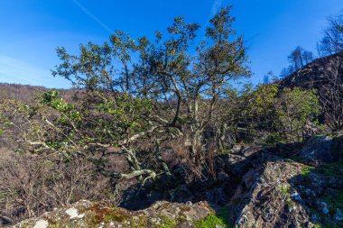 Yeşil yapraklı geniş bir ağaç yamaçtaki kayalık çıkıntılardan büyür, çıplak dallar ve arka planda görünen yangından zarar görmüş bitki örtüsüyle tezatlarla birlikte açık mavi gökyüzünün altında..