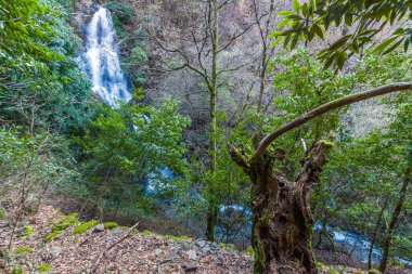 Çağlayarak akan bir şelale, yemyeşil yapraklar arasından görünen gür bir ormandaki kayalık bir yamaçtan aşağı akıyor ve ön planda yosun kaplı, eğri büğrü bir ağaç gövdesini geçiyor..