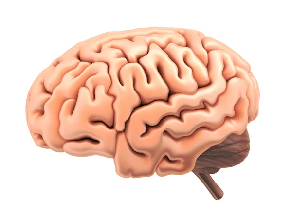 Cerebro humano aislado — Foto de Stock