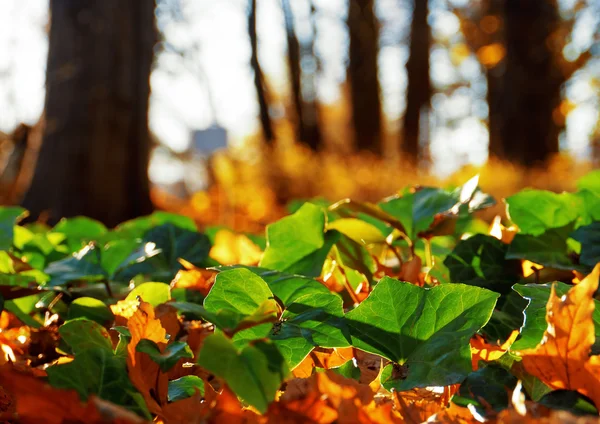 Altın yaprağı bir park ve taze yeşil sarmaşık.