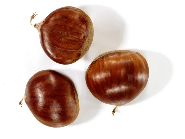 beyaz izole kestane.