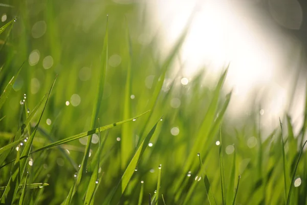 草の上に朝露の水滴 — ストック写真