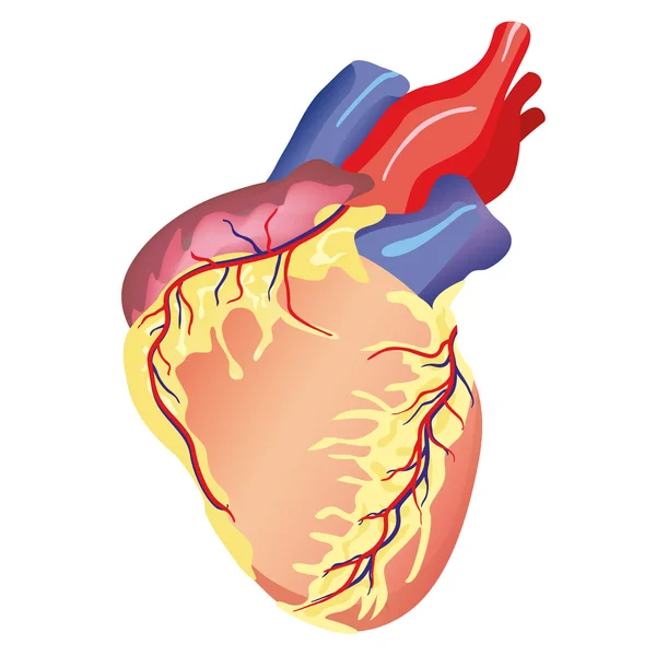 Heart Vector Graphics
