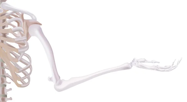Skeleton arm — Stock Illustration Skeleton arm Royalty Free Stock Vectors
