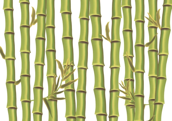 Bamboo — Stock Vector