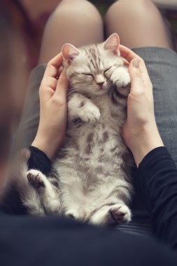 Yavru kedi sahibinin elinde.
