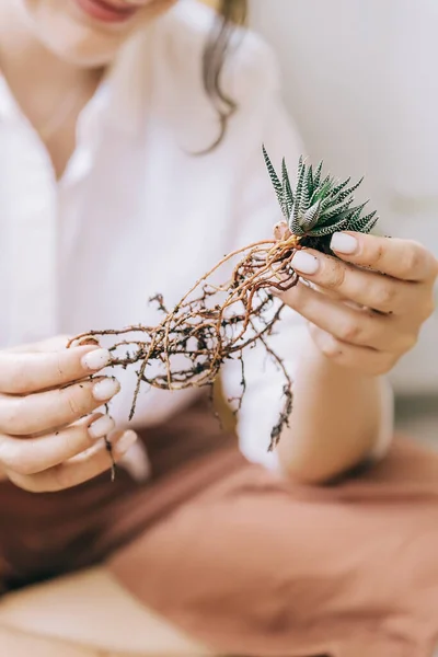 Succulent transplant, holding roots close-up. — Stock Photo, Image