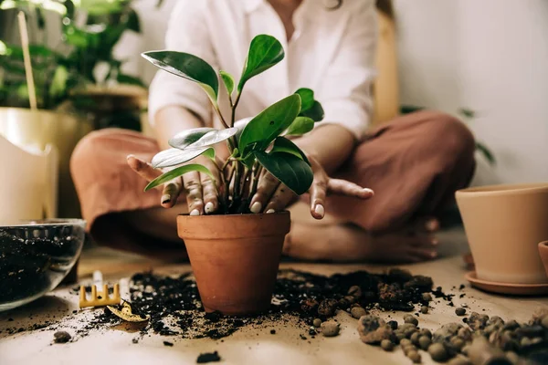 Vrouw die potplanten herplant, close-up Stockfoto