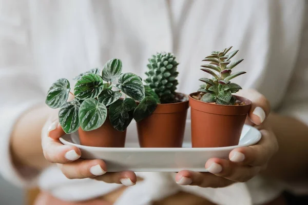 Closeup woman hands holding pot with beautiful succulents Royalty Free Stock Photos