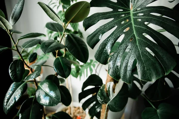 Wet home plants after spraying close-up. Stock Picture