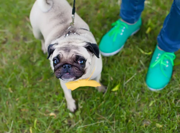 Anjing pug, anjing di latar belakang kaki di rumput, pug mengenakan dasi kupu-kupu . — Stok Foto