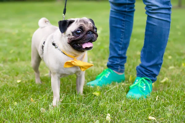 pug,  dog on the background of the feet on the grass, pug wearing bow tie.