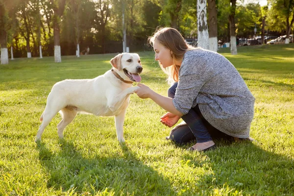 Belle femme jouant avec son chien Labrador retriever . — Photo