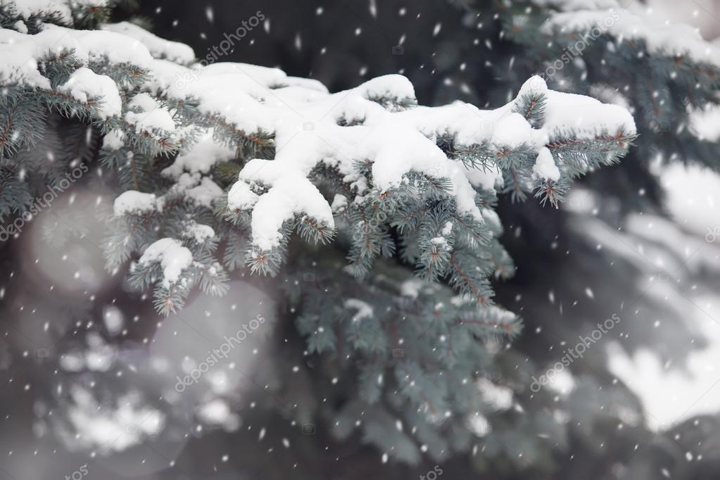 Branch of fir tree in snow, background 