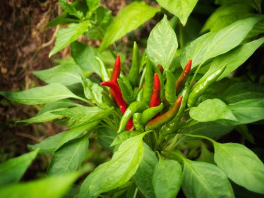 Chili çiçek oluşumu