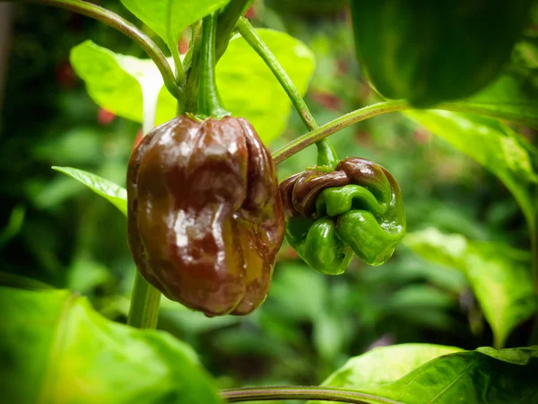 Habanero chocolate peppers — Stock Photo, Image