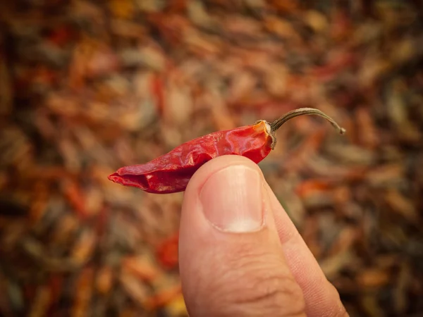 Il mio prezioso peperoncino — Foto Stock