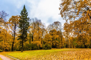 Park ağaçlarda sonbahar görüntülemek