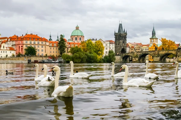 Лебеди и утки возле Карлова моста в Праге — стоковое фото