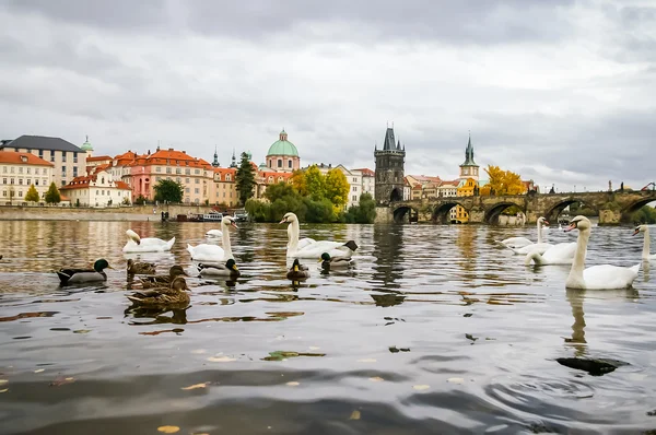 Cisnes y patos cerca del Puente de Carlos en Praga —  Fotos de Stock