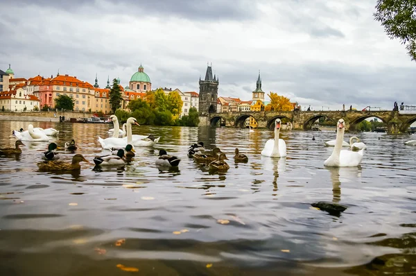 Swans and ducks near Charles Bridge in Prague — Stock Photo, Image