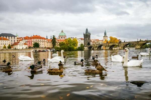 Svanar och änder nära Karlsbron i Prag — Stockfoto