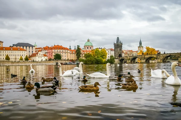 Cygnes et canards près du pont Charles à Prague — Photo