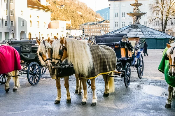 Two horses harnessed to the carriage — Stock Photo, Image