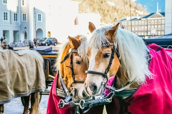 Dois cavalos atrelados à carruagem — Fotografia de Stock